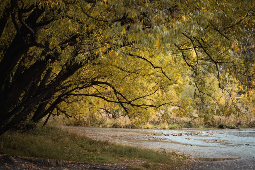 Willows turning gold along the river at Arrowtown in autumn, day two of a Queenstown itinerary